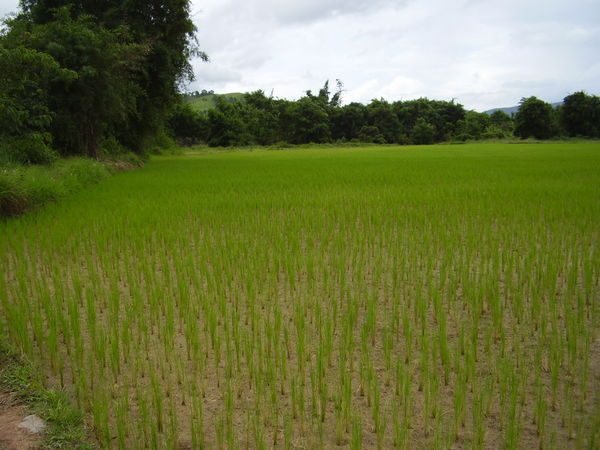 Through a Rice Paddy