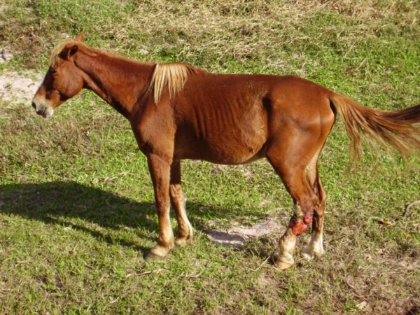 Injured Horse