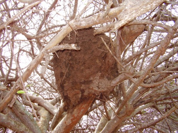 Termite Nest