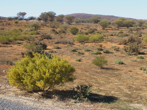 The Road to Cobar