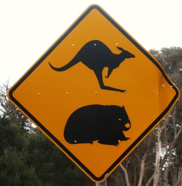Roos and Wombats