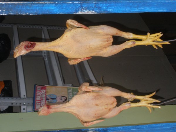 Chicken at Chupaca