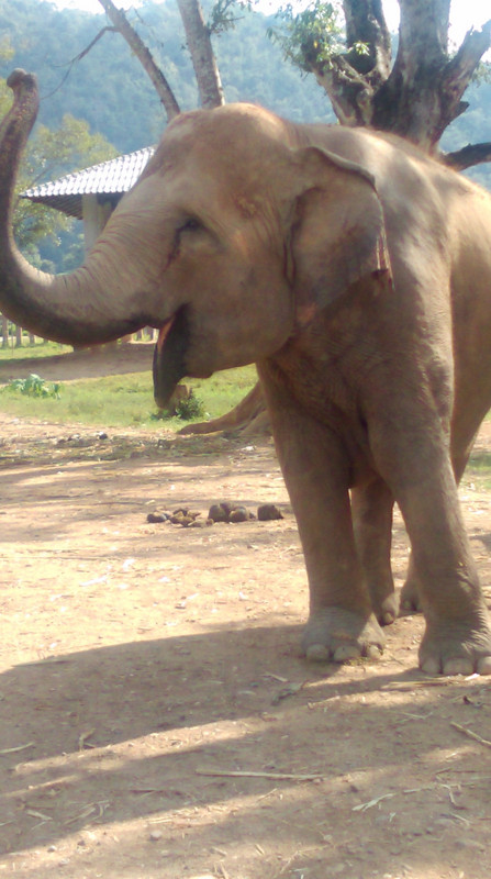 Happy elephant!