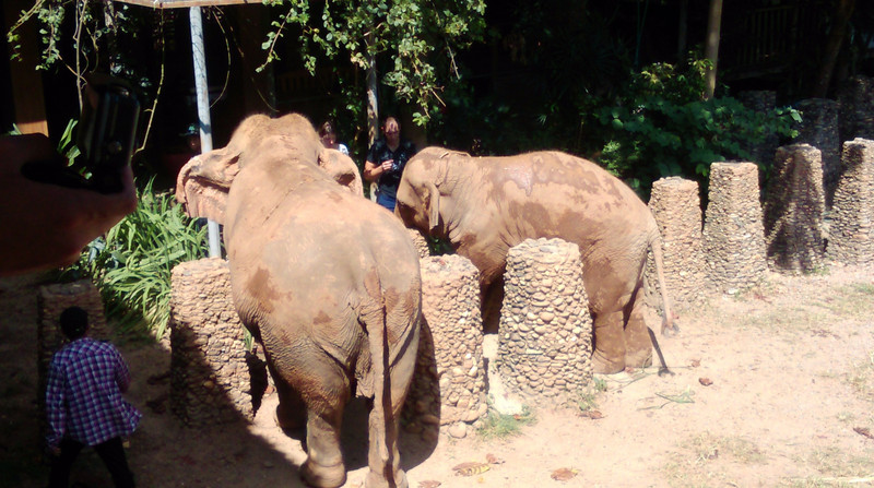 The elephants wanted more food so tried to get through the boulders into the elephant kitchen