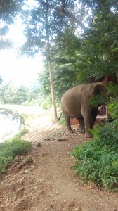 One of the elephants that had to be kept separate