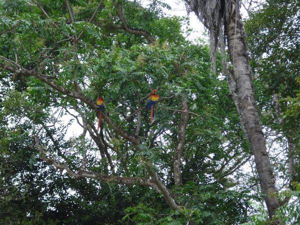 Macaws at the ruins