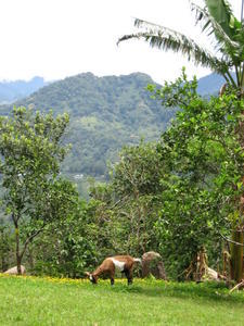 Panamanian Lawn Mower