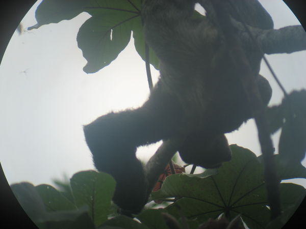 Sloth Sighting
