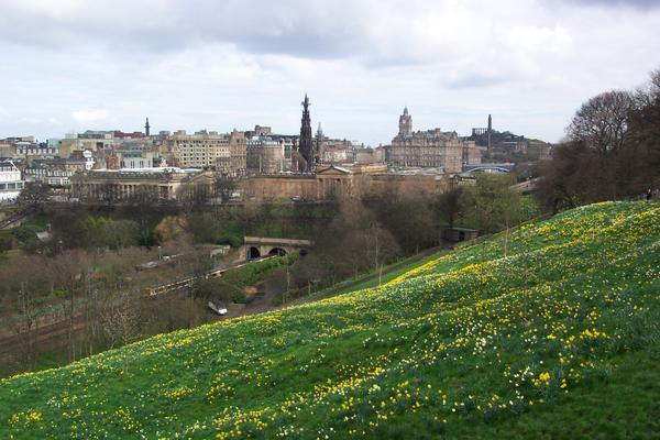 Hill of Daffodils and City