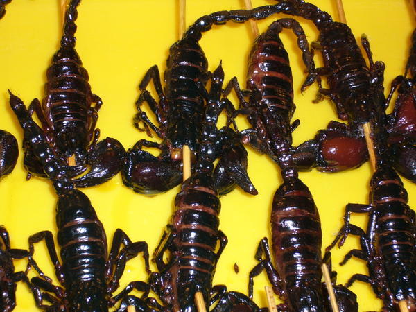 Yummy scorpions