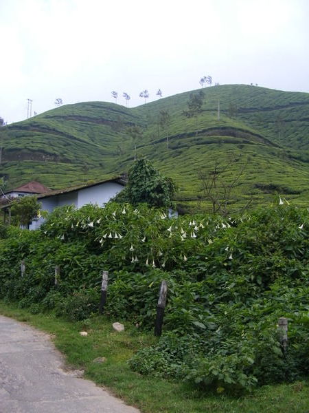 Munnar Tea plantation