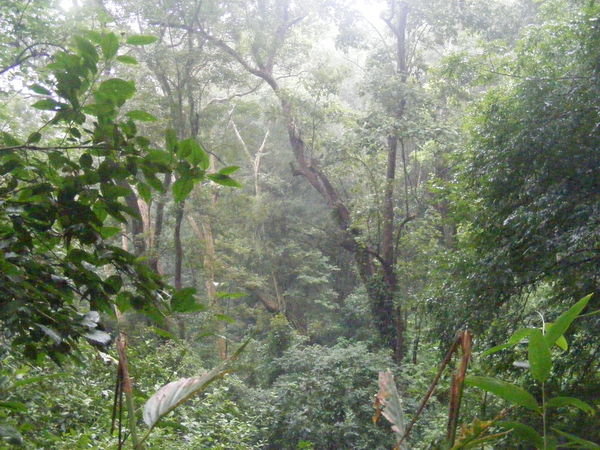 Thekary Jungle
