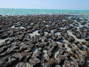 Stromatolites live!