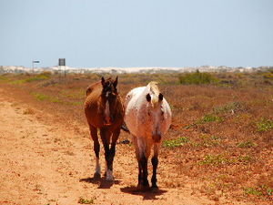 Wild horses at Exmouth