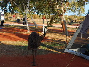 The evening Emu campsite inspection
