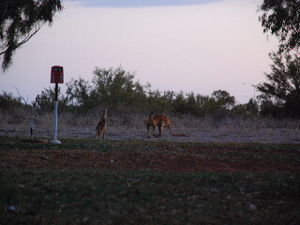 Kangaroo visit