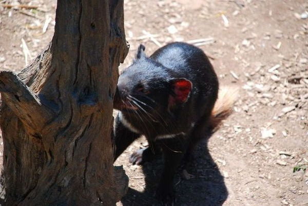 Tasmanian Devil at Nature world