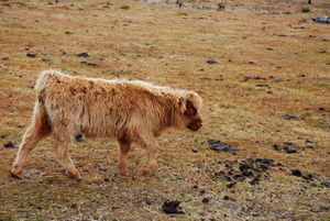 Highland cattle calf at Tarrahleah