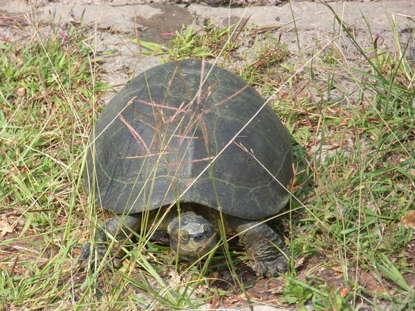 Turtle in pond, Ayhtaya