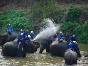 Elephant water fight 