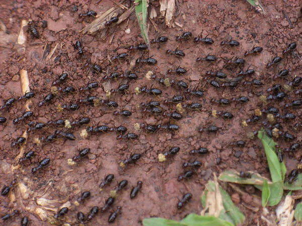 Ants on the move