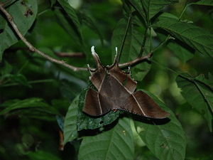 Very large butterfly in Nihm Bihn Jungle