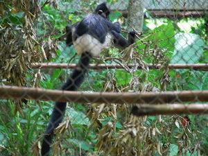 Langur at the Primate rescue centre