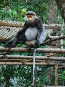 Guess the type of Langur!