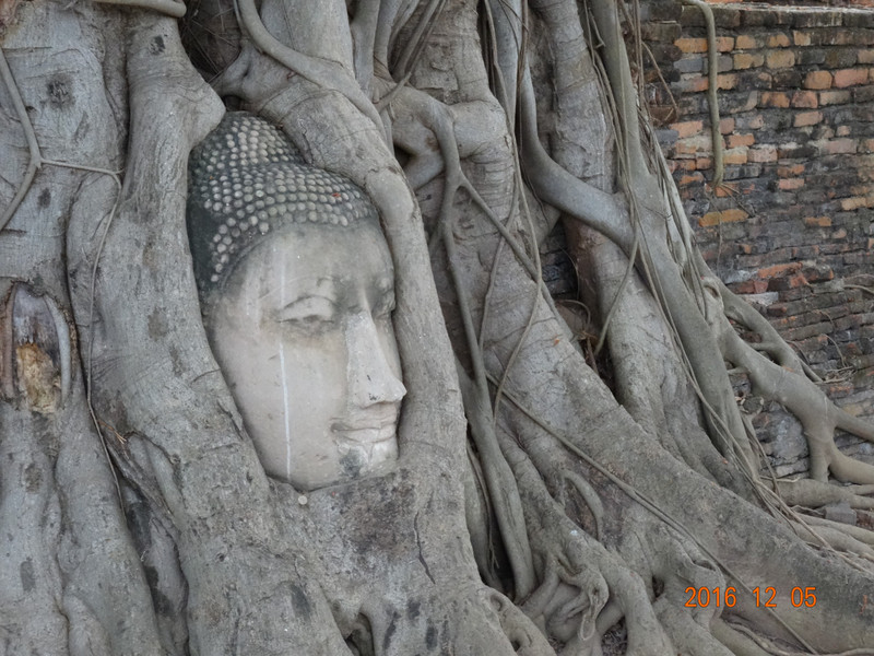 La tete du Bouddha dans l'arbre