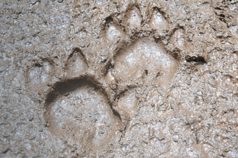 Tiger foot prints were very easier to find on that rainy day.