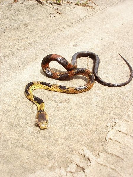 serpent mortelement mort!!!