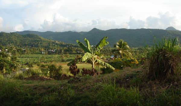 The Banana Plantations