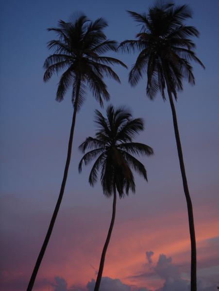 The Palms at Sunset