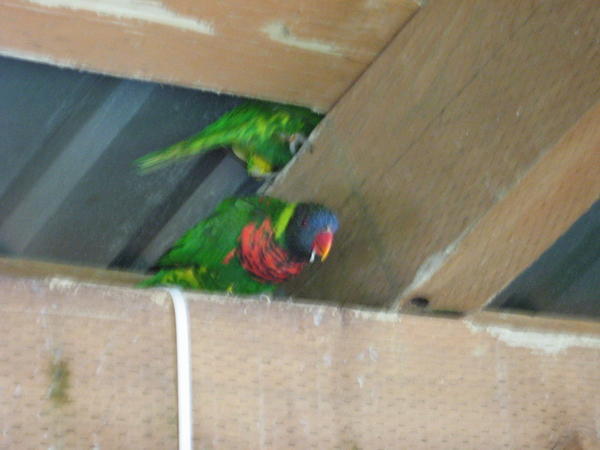 Parrots @ Oregon Zoo