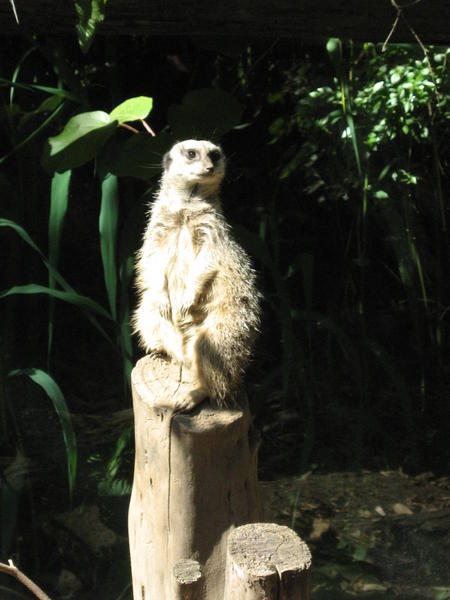 You so want to take this meerkat home...
