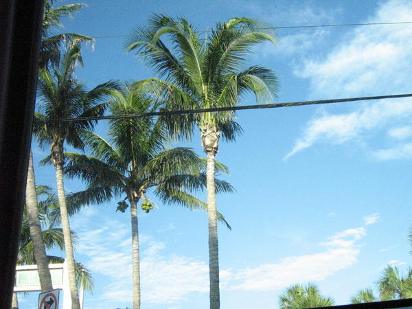 Goodbye Palm Trees