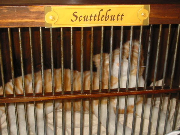 Scuttlebutt the Cat