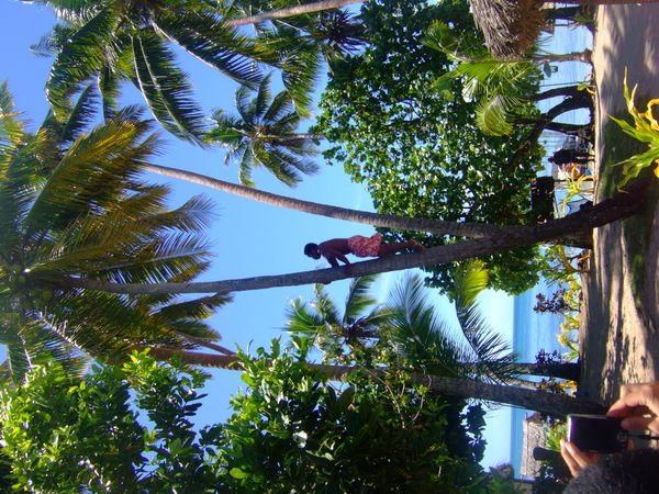 Coconut tree climbing