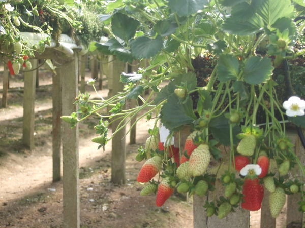 Strawberry Farm