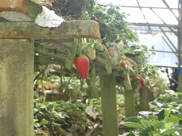 Strawberry Farm