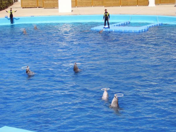 Dolphin Show at the Aquarium
