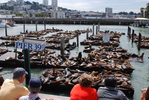 sea lions at pier 39