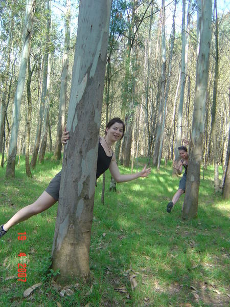 Eukalyptusbäume