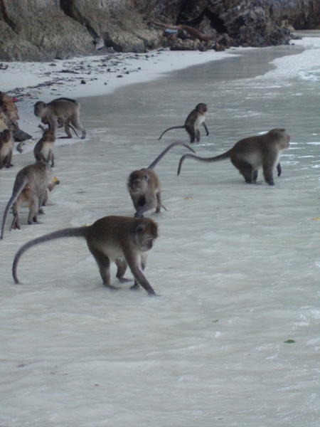 monkeys!!!