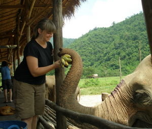 feeding the elephants