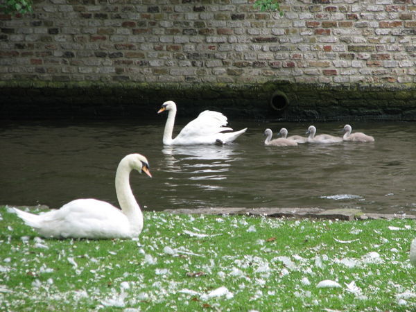 The infamous Swans of Brugge
