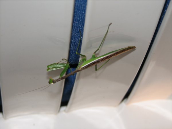 Praying Mantis