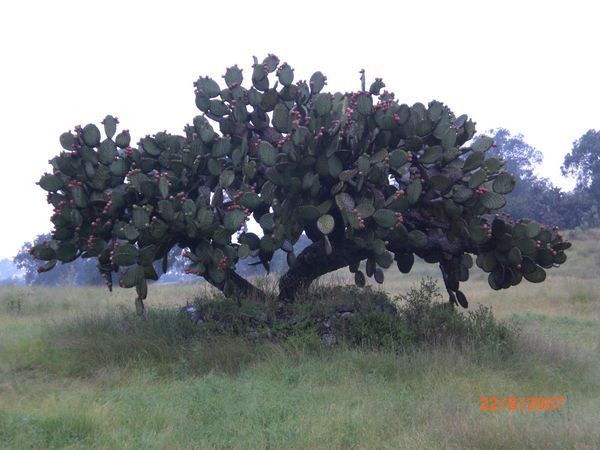 Weird Cactus Tree