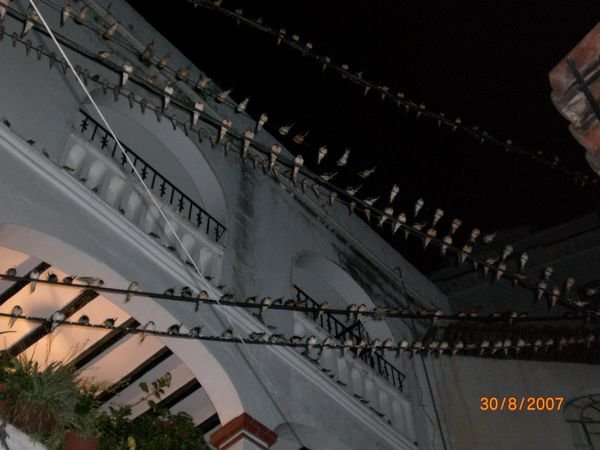 Birds on the wire!