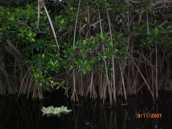 Weirdy mangroves!
